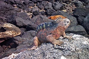 Landleguan auf Plaza Sur